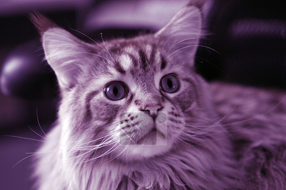 Infrared Tests