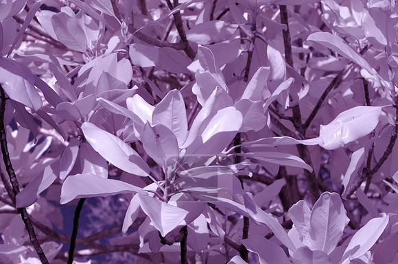 Infrared Tests