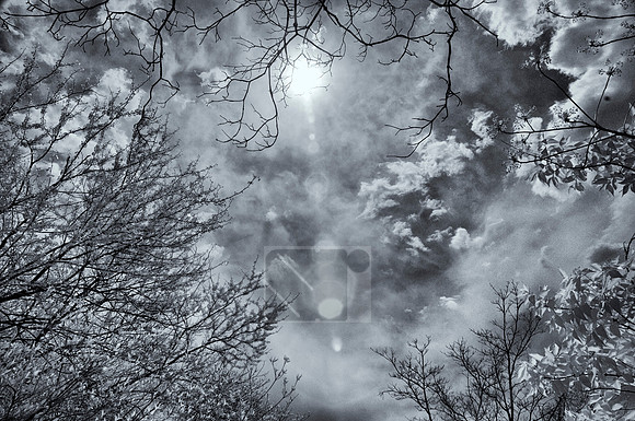 Creve Coeur Camera Photo Walk